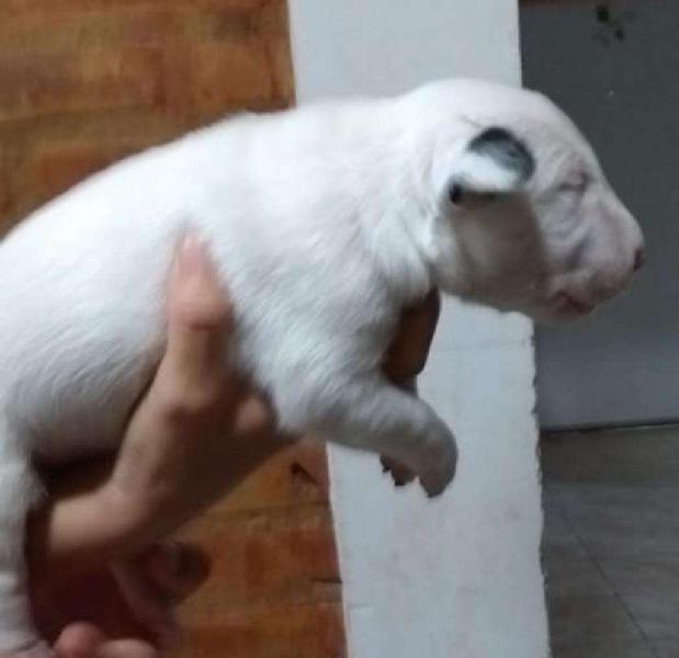 Vendo Cachorros Bull Terrier Pedigre Fca