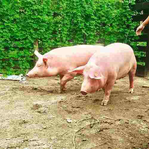 Venta De Lechones De Campo 10/11 Kg. Cochinillos Z Sur