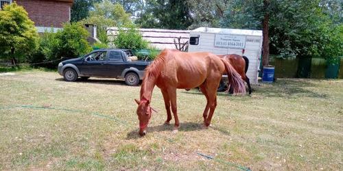 Caballo Mestizo Silla Arg, Manso, Andar, Equitación, Paseos